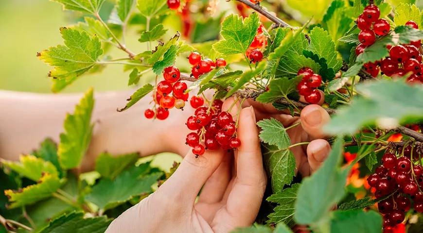 Spomedzi záhradných plodín drží rekord v obsahu vitamínu C ríbezle.