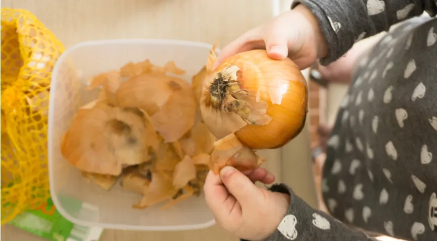 Zber cibuľových šupiek na farbenie vajec