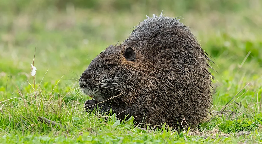 Nutria